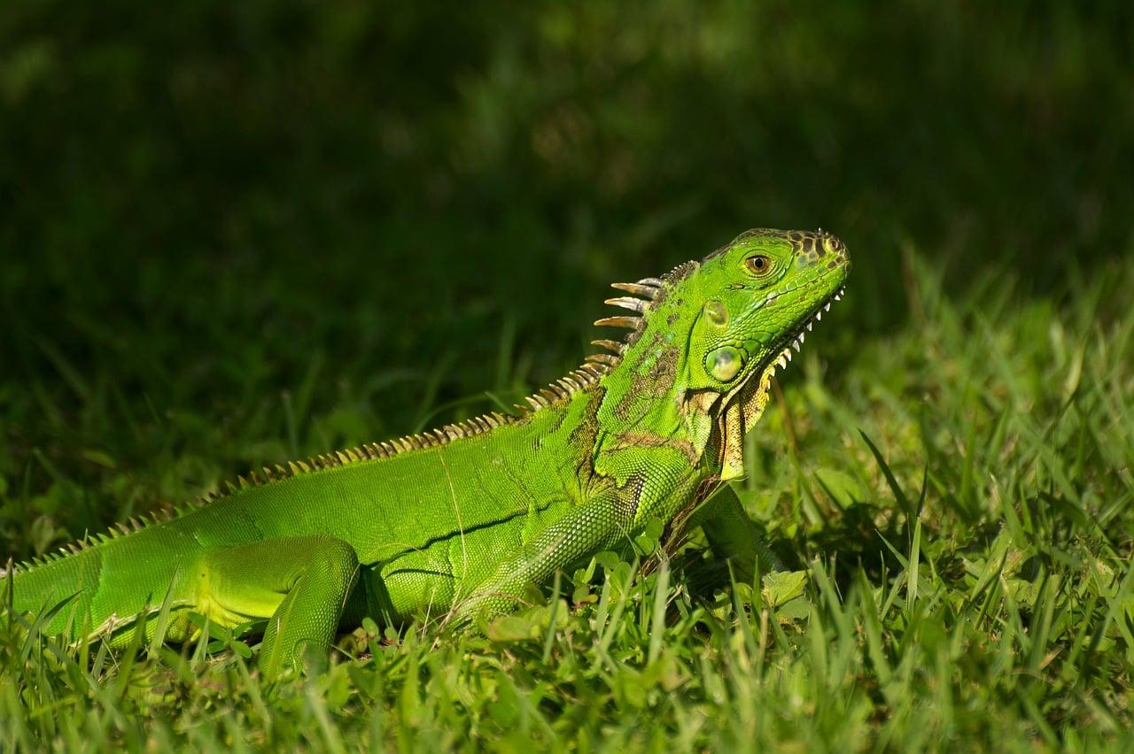 Leguan Krydsord
