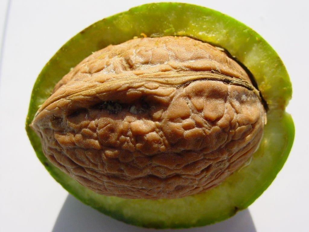 Kerne Krydsord