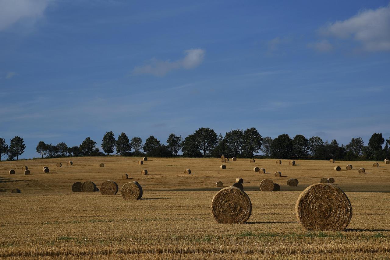 HÃ¸jland Krydsord