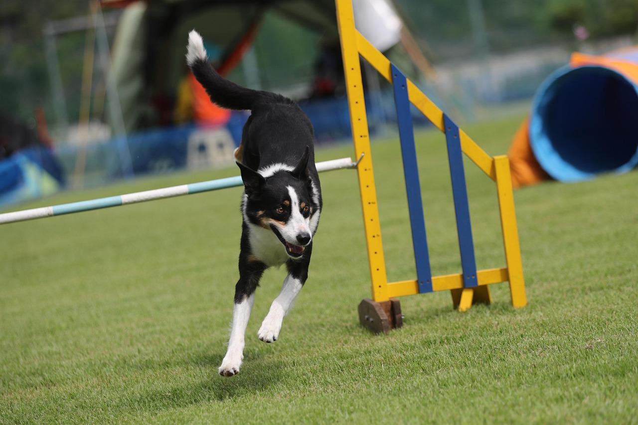 Hurdle Krydsord
