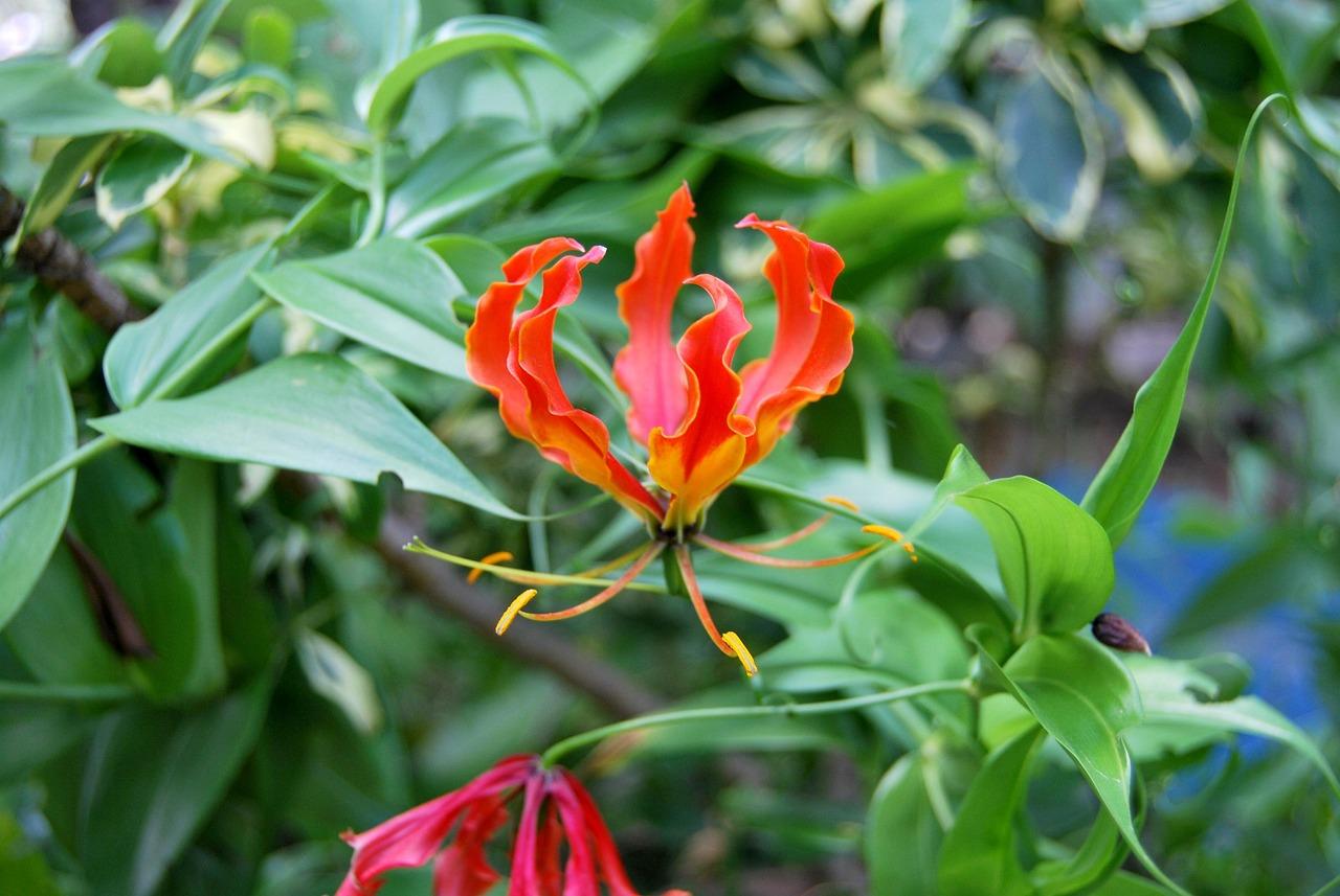 Berømmelse Krydsord