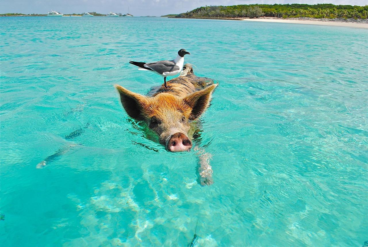 By i bahamas Krydsord