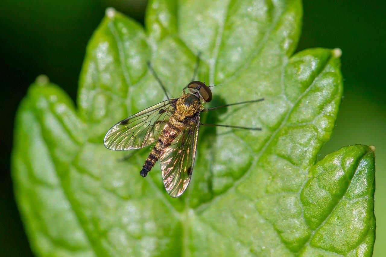 Meget lille Krydsord