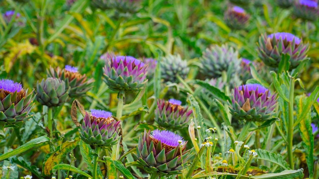 Levnedsmiddel Krydsord