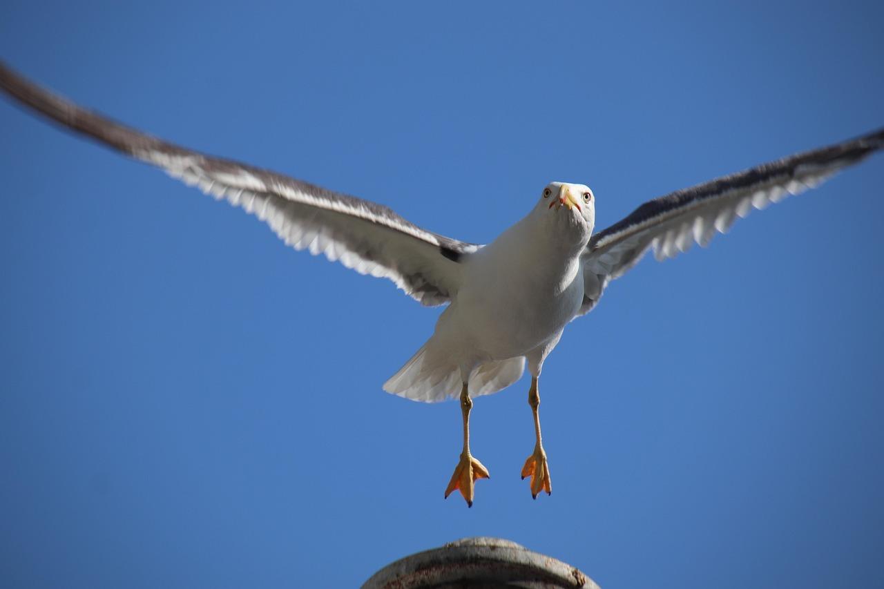 Jagtterræn Krydsord