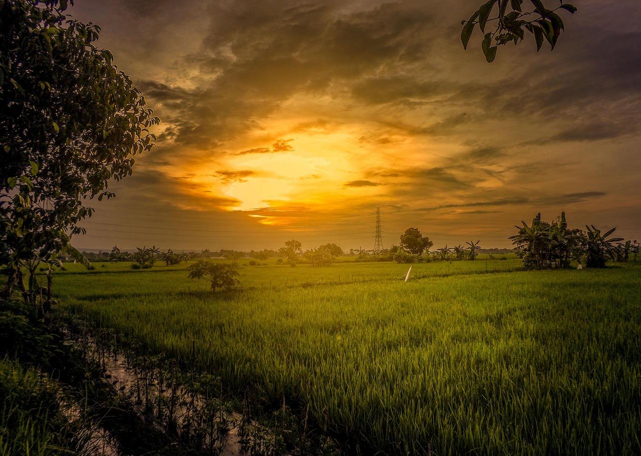 Senen Krydsord