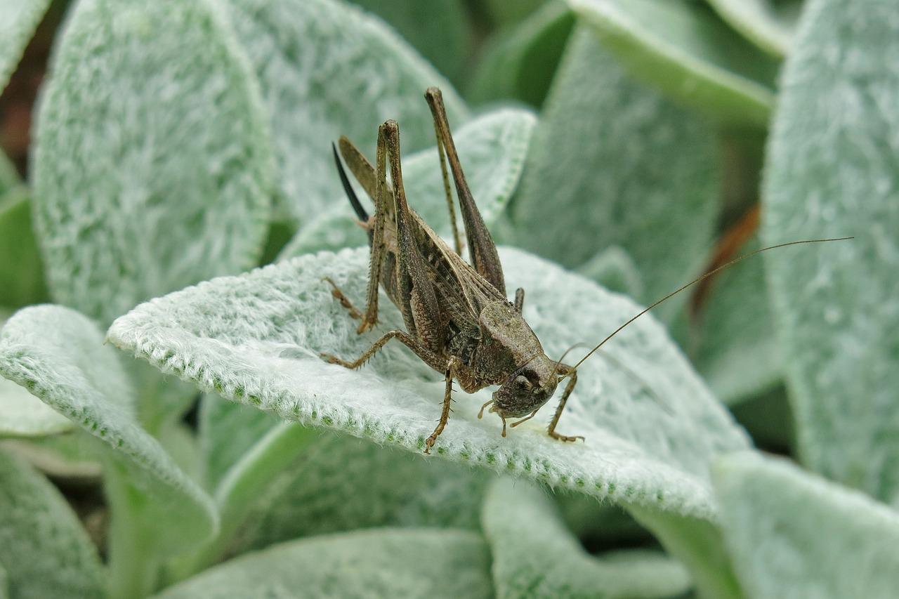 Prisnedslag Krydsord