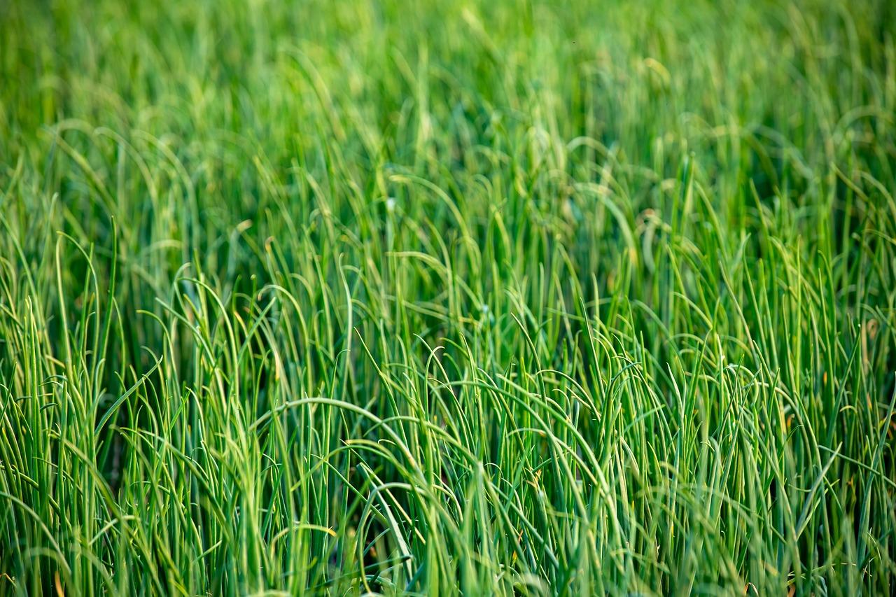 Landområde Krydsord