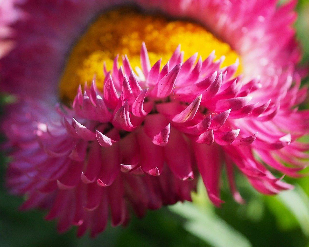 Evighedsblomst Krydsord