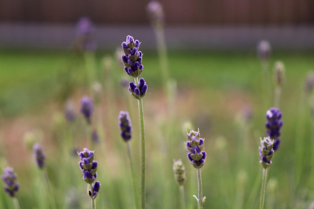 Naturlægemiddel Krydsord