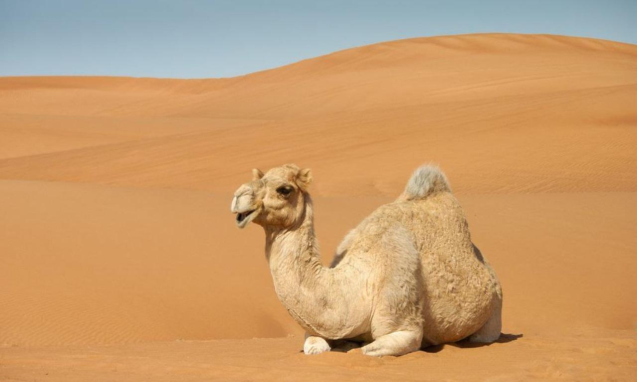 Arabisk Krydsord