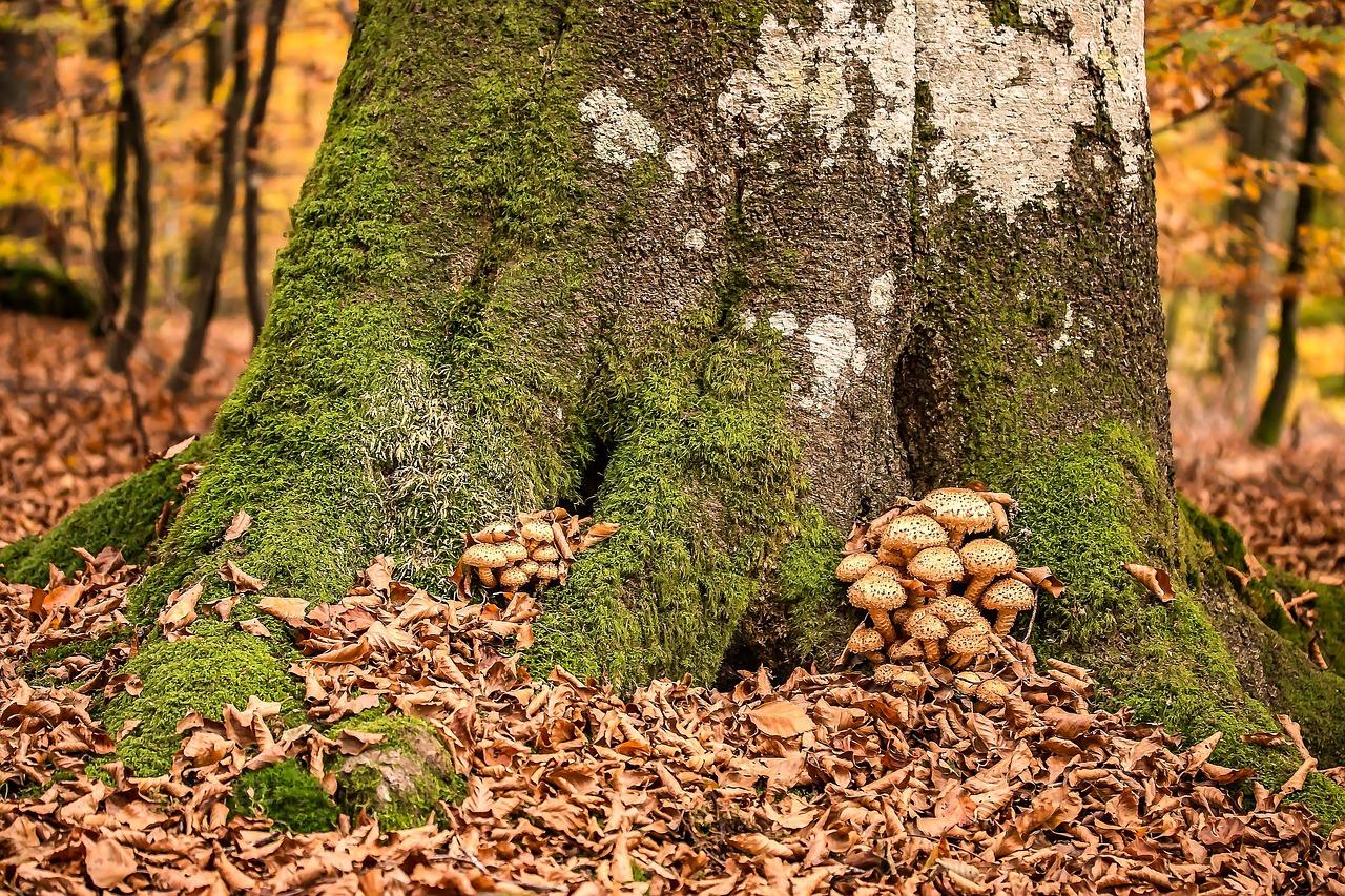 Omfangsrige Krydsord