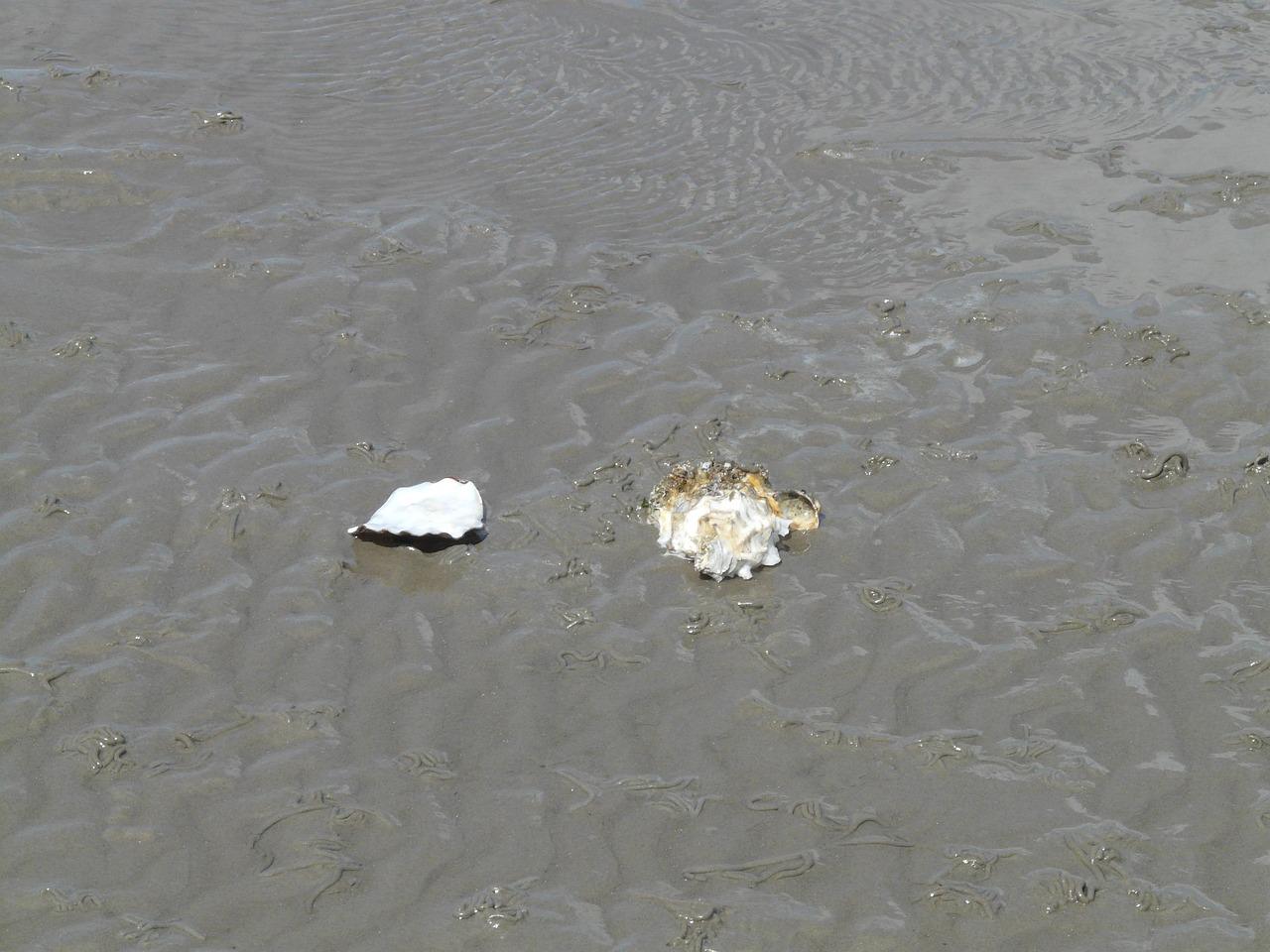 Romersk kejser Krydsord