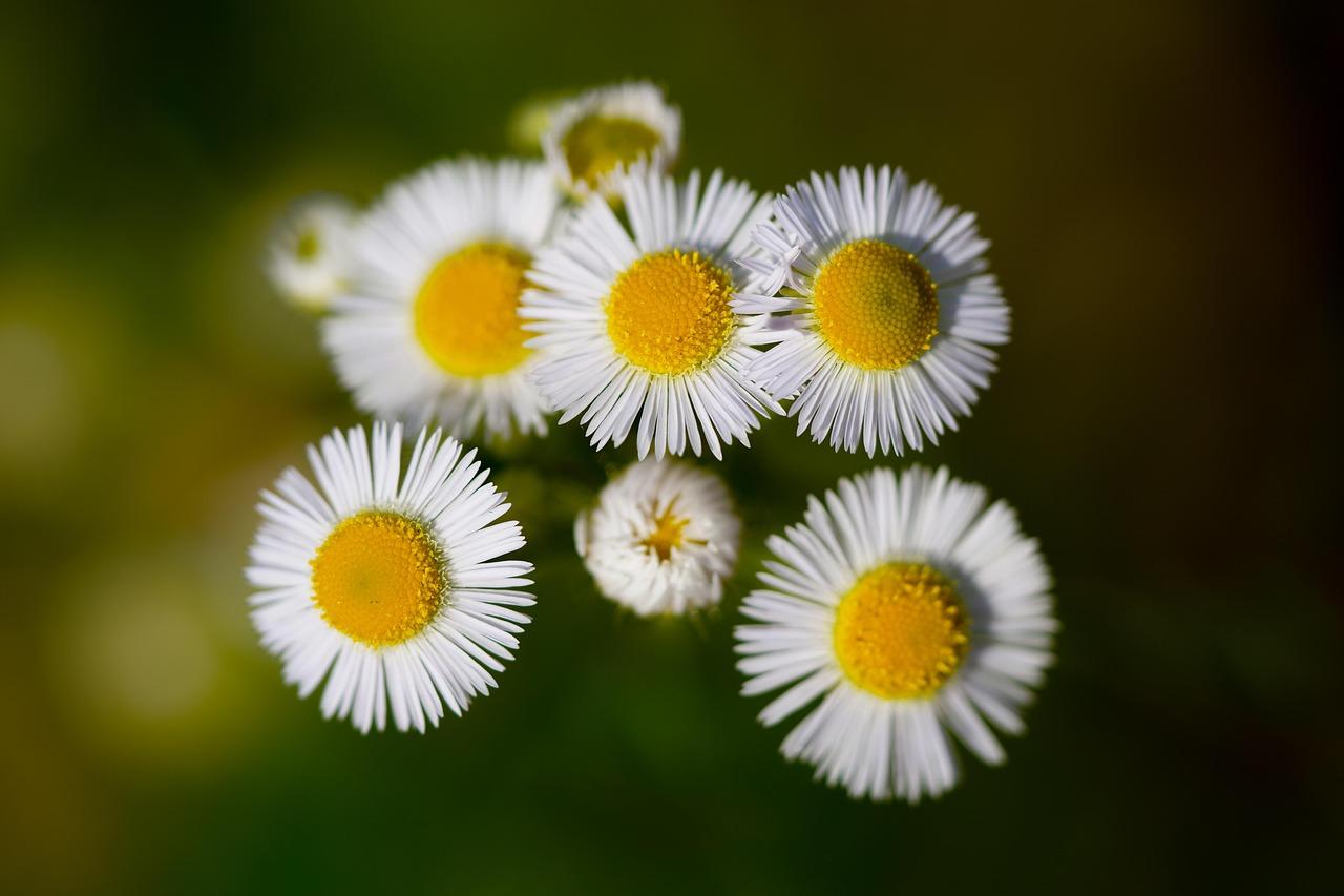 Toneinterval Krydsord