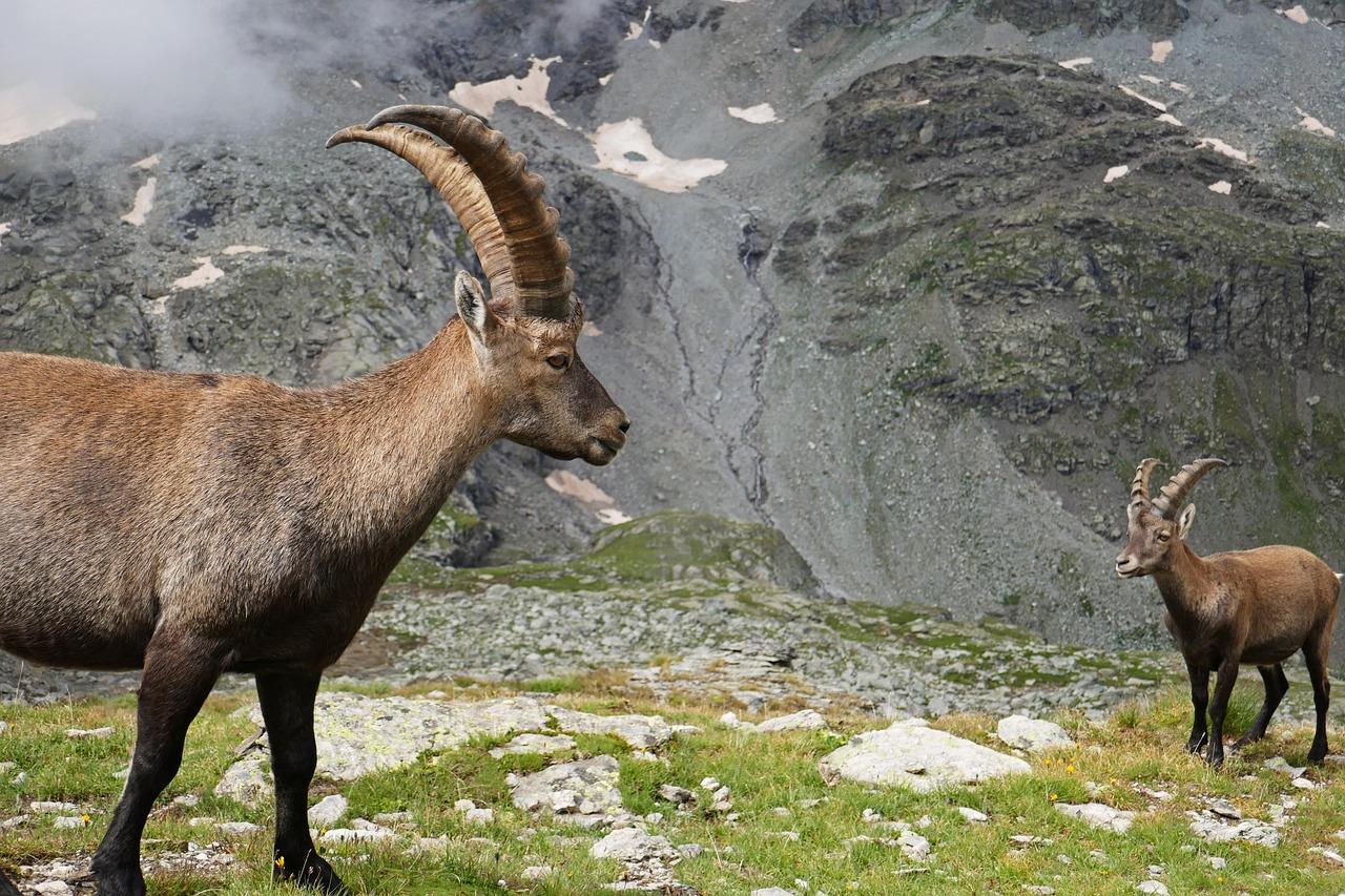 Højt bjerg Krydsord